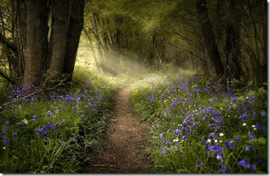 Bluebells