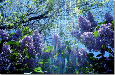 The fragrance of spring