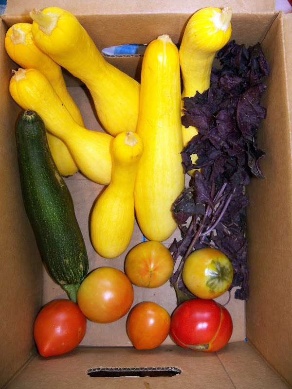 This week's Sausser Farms vegetables that were delivered by Homestead Creamery