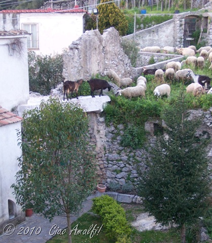 [Ciao Amalfi Coast Blog Goat Sheep Invasion2[8].jpg]