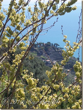 Ciao Amalfi Coast Blog Spring Blossoms1