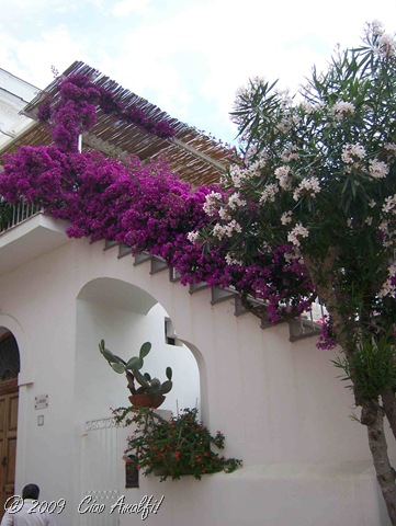 [CiaoAmalfiCoastBlogBougainvilleaAnac[1].jpg]