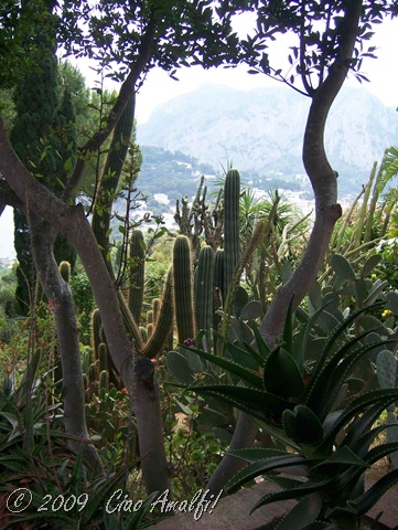 [Ciao Amalfi Coast Blog Arco Naturale Cactus Garden[7].jpg]