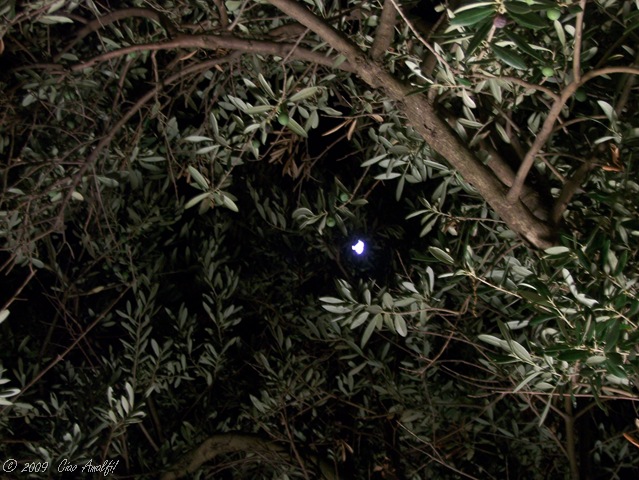 [Ciao Amalfi Coast Blog Moon Olive Trees[6].jpg]