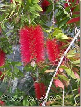 Ciao Amalfi Coast Summer Rosso7