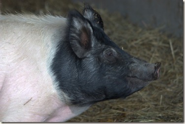 This Piggy