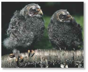  The odd couple Owlets are able fliers within nine weeks or so.