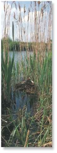  Quiet backwater Tranquil reed-fringed lakes are ideal habitat.