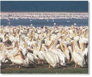 At home in a crowd The pelican lives in crowded colonies, which can number 40,000 pairs.
