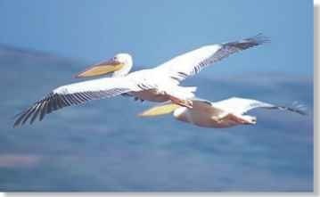 A Air power Great white pelicans are majestic in flight.