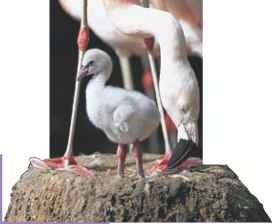  In the fink Lake Nakuru, in Kenya, supports huge flocks of greater flamingos.