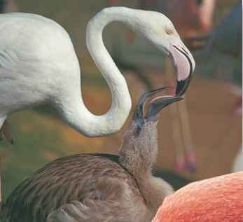 A Flamingo milk Adults produce milky fluid in their digestive tracts, which they feed to the chick.