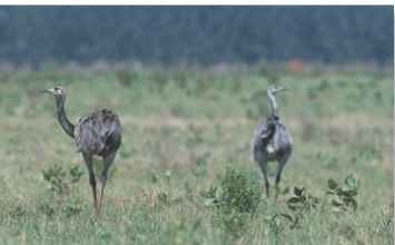 A Always alert Two rheas look and listen for danger lurking in the savannah grasses.