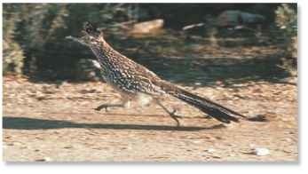  The greater roadrunner's song  and not beep-beep as portrayed in cartoon films.