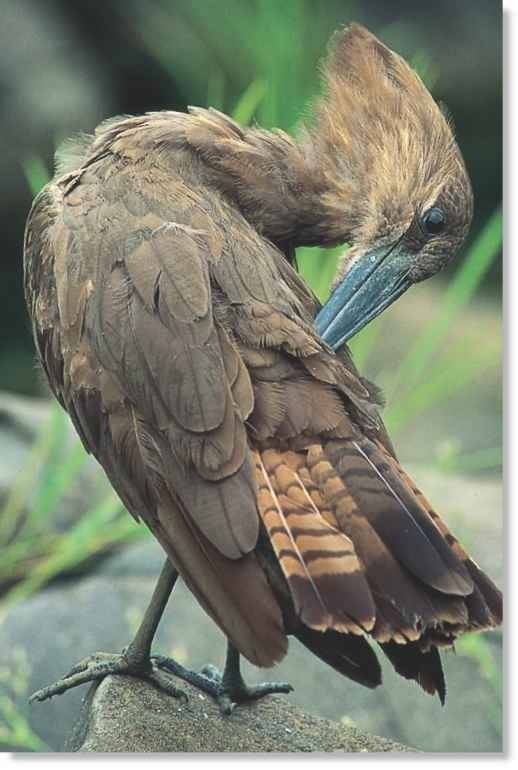 Hamerkop