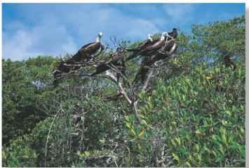 A Local branch Mangroves are popular roosting and nesting sites.
