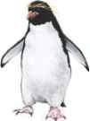 Royal penguin 