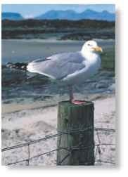 A Posted ashore Most herring gulls live on or near the coast.