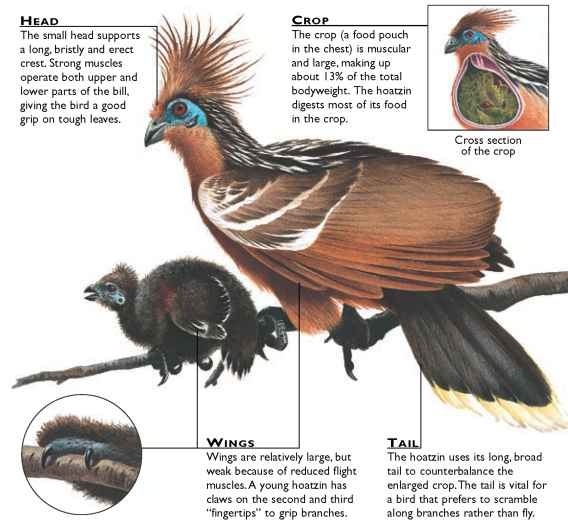 Hoatzin (Birds)