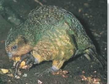A Feet first The kakapo often grasps large or tough food items with one of its feet.