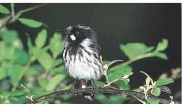  A woodland welcome The varied terrain of southern Australia is home to the New Holland honeyeater.