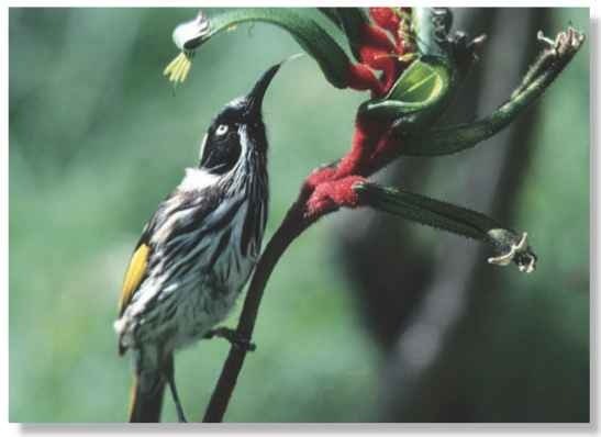  At least one species of honeyeater lives in every type of environment in Australia.