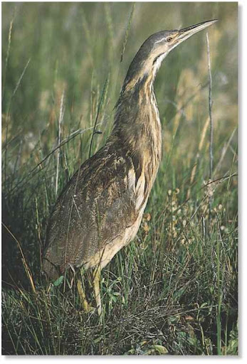 bittern bird