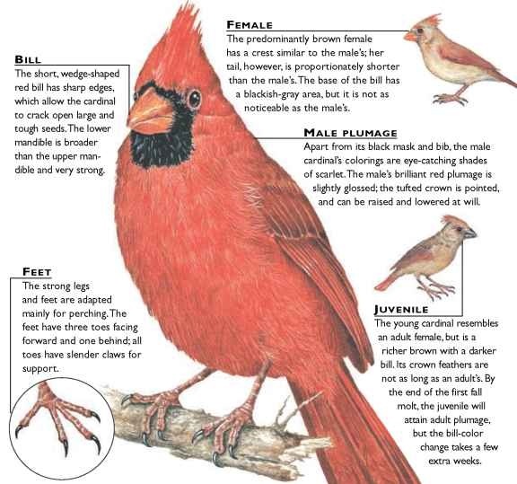 northern cardinal birds northern cardinal birds