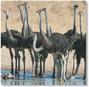 Drink up! Ostriches are especially on guard for predators at waterholes.