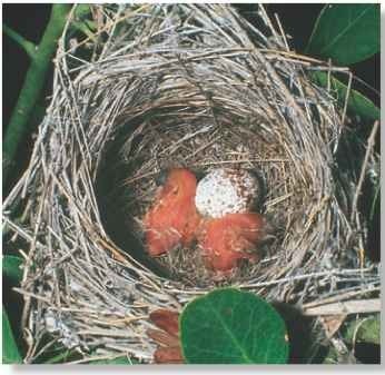 painted bunting eggs