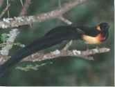  Adult paradise whydahs are 60% heavier than the green-winged pytilia.