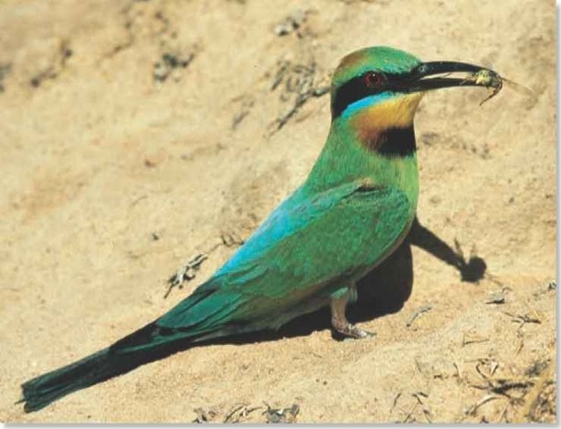 Rainbow Bee-eater (Birds)