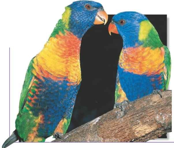 Happy couple Monogomous lorikeet breeding pairs stay together for life.