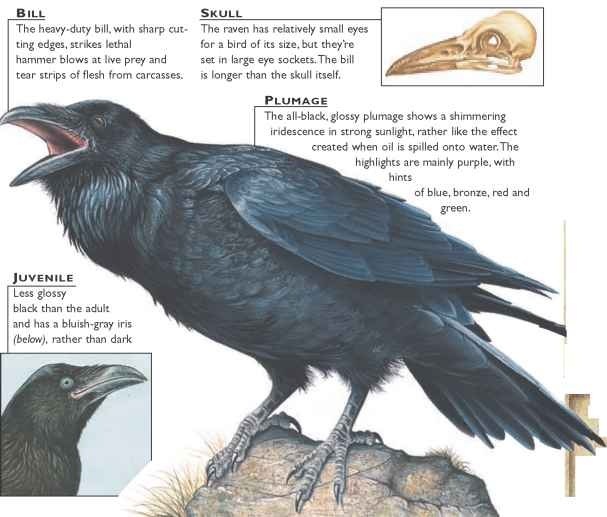 Raven Birds