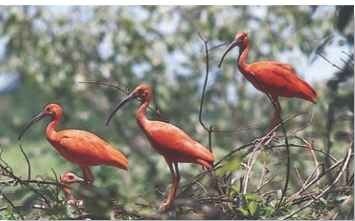 A Colonial roost Three ibises have prime perches on a coastal bush.