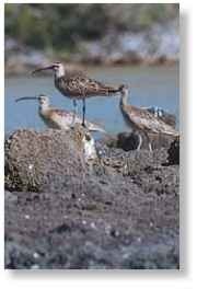  Mass watch Whimbrels rely on their keen eyesight to spot the movements of prey and predators.