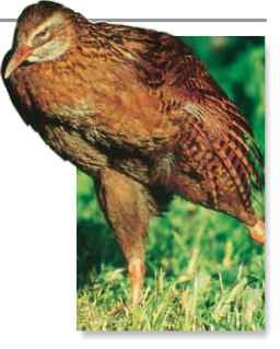 ► Sudden stretch Flightless, the weka uses its legs more than its wings.
