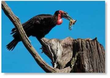 A Mixed assortment The southern ground hornbill is a carnivore; it hunts for anything it can overpower.