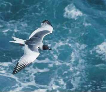 A Daytime glide The swallow-tailed gull migrates from breeding grounds in the Galapagos to winter homes in Ecuador and Peru.