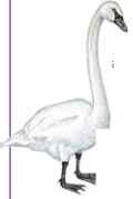 trumpeter Swan