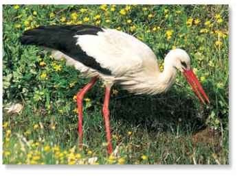 A Spring-loaded The white stork hunts with neck hunched up, poised to lash out.
