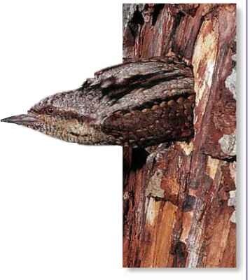  Neck of the woods When selecting a nest hole, the wryneck inspects nearby cavities and often evicts other hole-nesting birds.