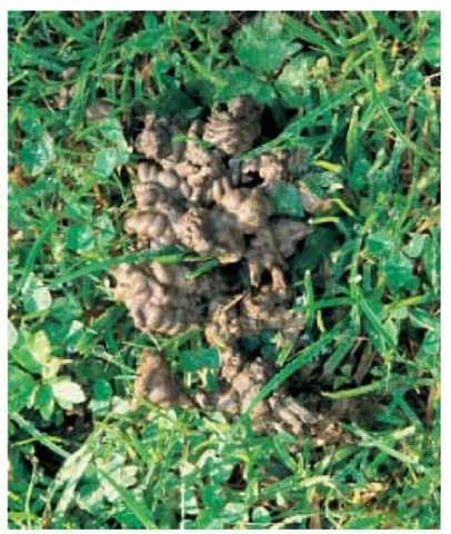Close-up of worm casts in a lawn. 