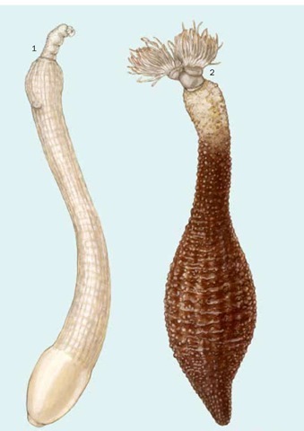 1. Sipunculus nudus; 2. Antillesoma antillarum. 