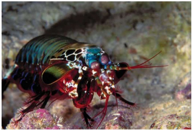 The peacock mantis shrimp (Odontodactylus scyllarus) is a "smasher" species with an incredibly powerful strike capability; it is a favorite among aquarium owners. 