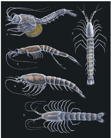 1. Amathimysis trigibba; 2. Stygiomysis cokei; 3. Mysis relicta; 4. Hemimysis margalefi; 5. Spelaeomysis bottazzii. 