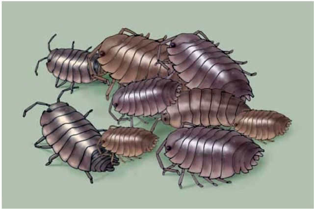 Pillbug bunching behavior. 