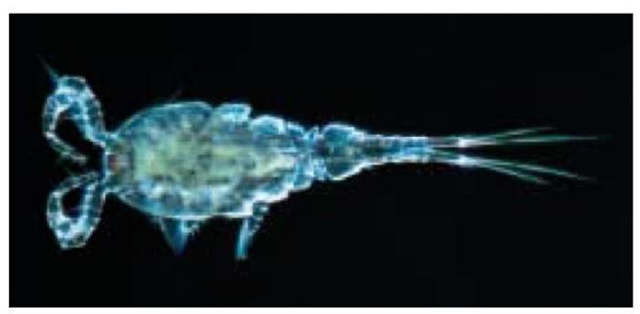 Light micrograph of a freshwater copepod (Cyclops sp.). This tiny plank-tonic crustacean swims by generating hopping movements with its appendages. 