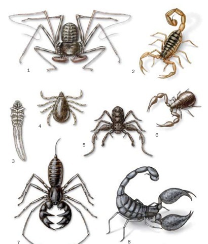 1. Phrynus parvulus; 2. Striped scorpion (Centruroides vittatus); 3. Demodicid (Demodox folliculorum); 4. Rocky Mountain wood tick (Dermacen-tor andersoni); 5. Ricinoides afzelii; 6. Book scorpion (Chelifer cancroides); 7. Giant whip scorpion (Mastigoproctus giganteus); 8. Emperor scorpion (Pandinus imperator). 