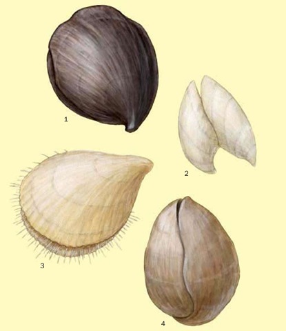 1. Black lampshell (Hemithyris psittacea); 2. Argyrotheca cistellula; 3. Lampshell (Terebratulina retusa); 4. California lampshell (Laqueus califor-nianus). 